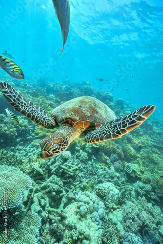 Fototapeta Naklejka Na Ścianę i Meble -  green turtle in the great barrier reef