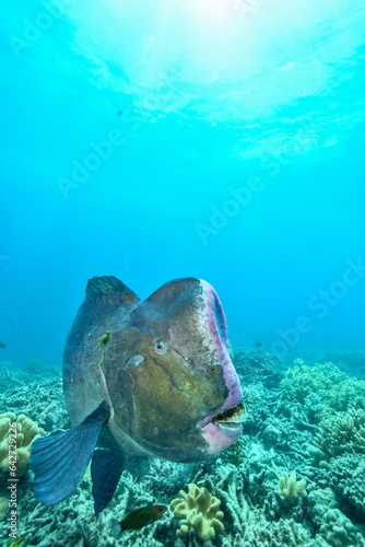 bumphead parrotfish spotted in moore reef in the great barrier reef photo