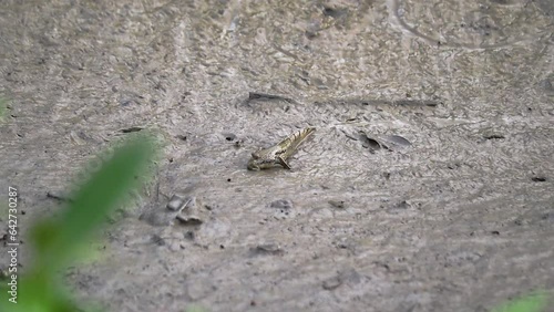 Mudskipper crawling on mud flats skimming food with its mouth.  This species of mudskipper is known as blue spotted mudskipper or Boleophthalmus boddarti which is amphibian fish in india. photo