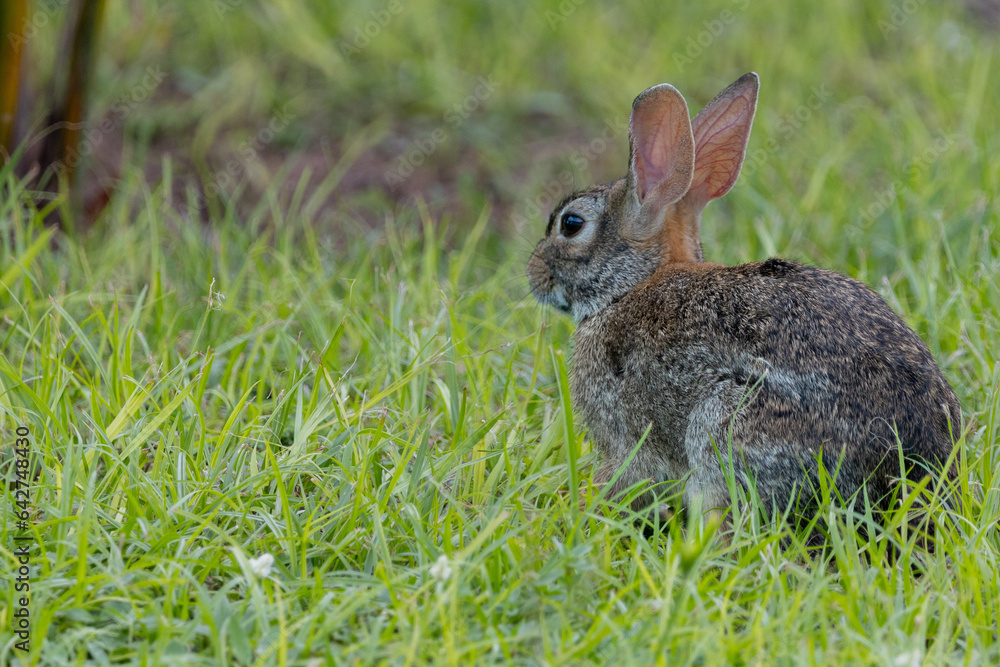 Rabit