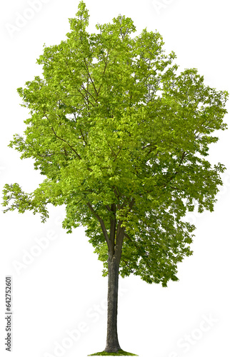 Tree isolated on transparent background. Green foliage	
