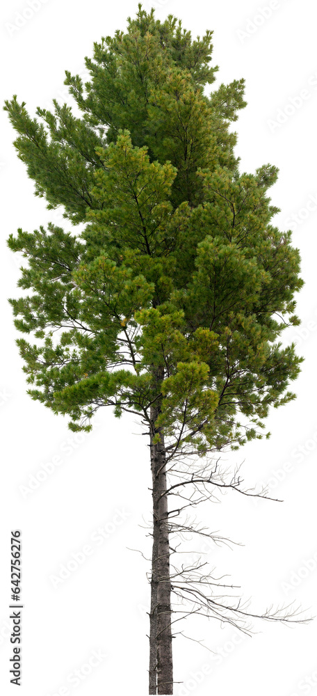 Fototapeta premium Tree pine isolated on transparent background. Spruce 