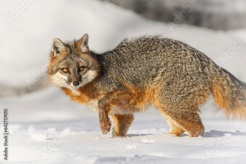 Attention of the Gray Fox (Urocyon cinereoargenteus). Turning back towards potential prey the canine detected. Food is scarce in the middle of winter. Taken in controlled conditions
