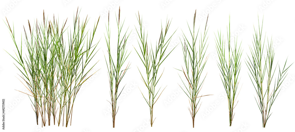 Bunch of wild grass. Green tufts isolated on transparent background. Blades of grass	
 - obrazy, fototapety, plakaty 