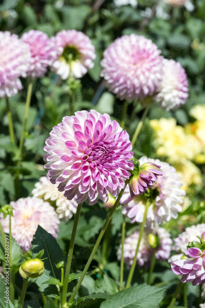 Beautiful dahlia flowers in the park. Beautiful dahlia flowers in the park.