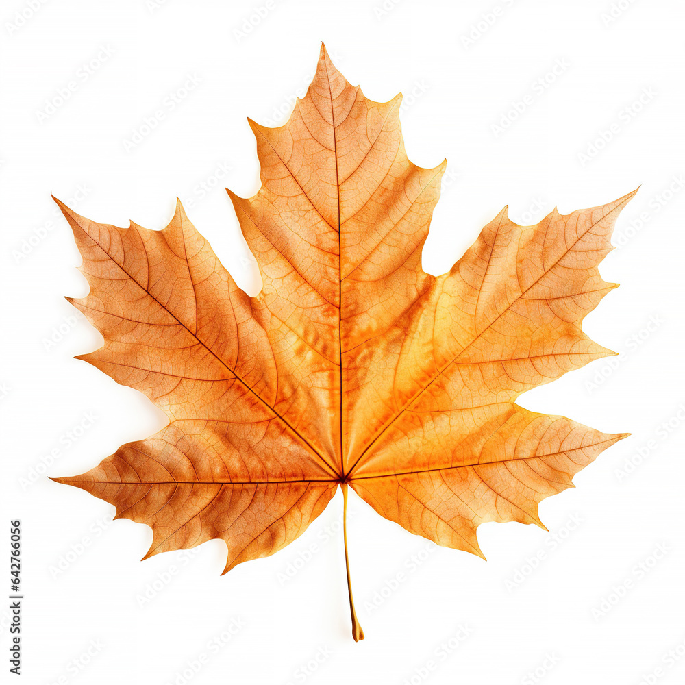 Fall leave transparent on white isolated background Fall leave transparent on white isolated background