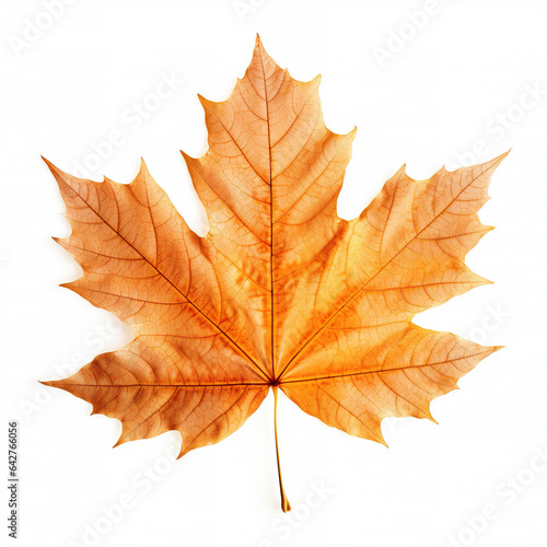 Fall leave transparent on white isolated background