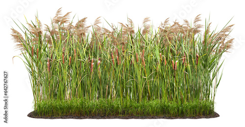Cut out plant. Reed grass. Cattail and reed plant isolated on transparent background. Cutout distaff and bulrush