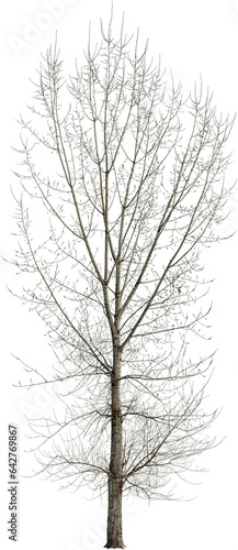 Bare tree in winter isolated on transparent background.. Leafless tree   © Kimo