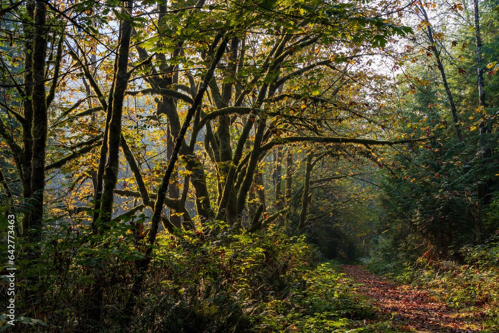 Obraz premium autumn light along a trail in the woods