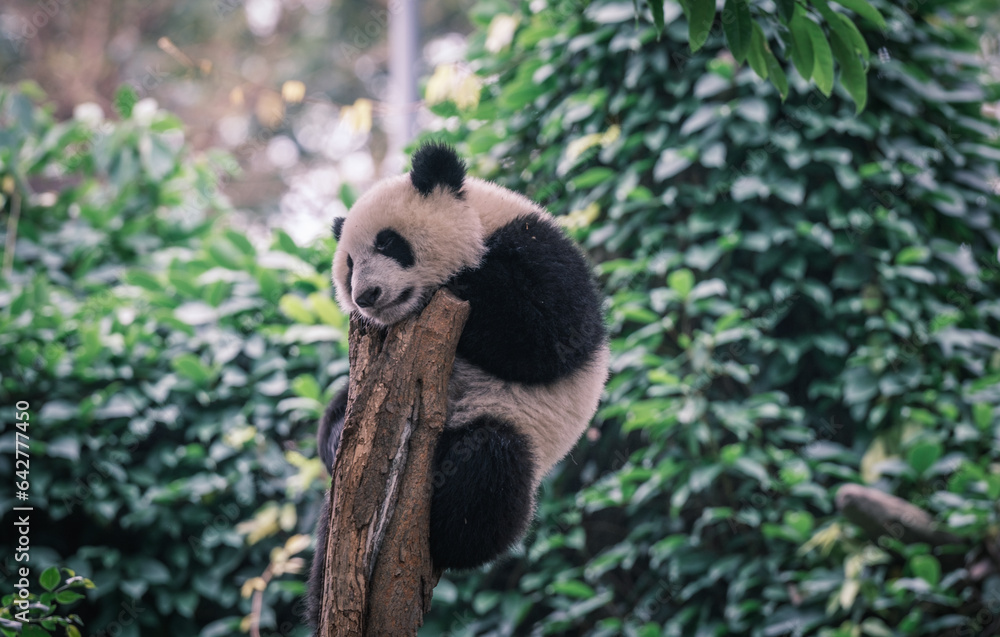 Obraz premium giant panda eating bamboo