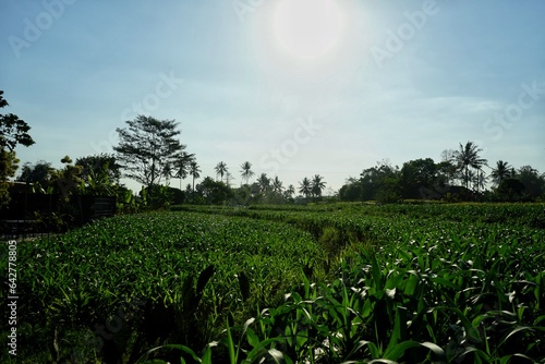 field and blue sky