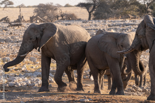 Telephoto shot of a herd of African Elephant -Loxodonta Africana- taking a bath in a waterhole in Etosha national Park.