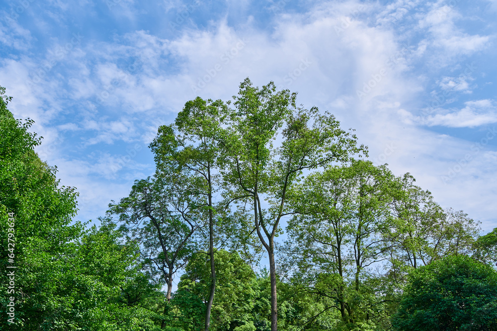 Looking at the forest and blue sky
Looking at the forest and blue sky