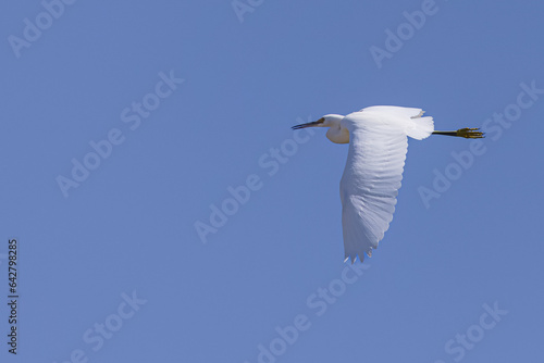 snowy egret photo