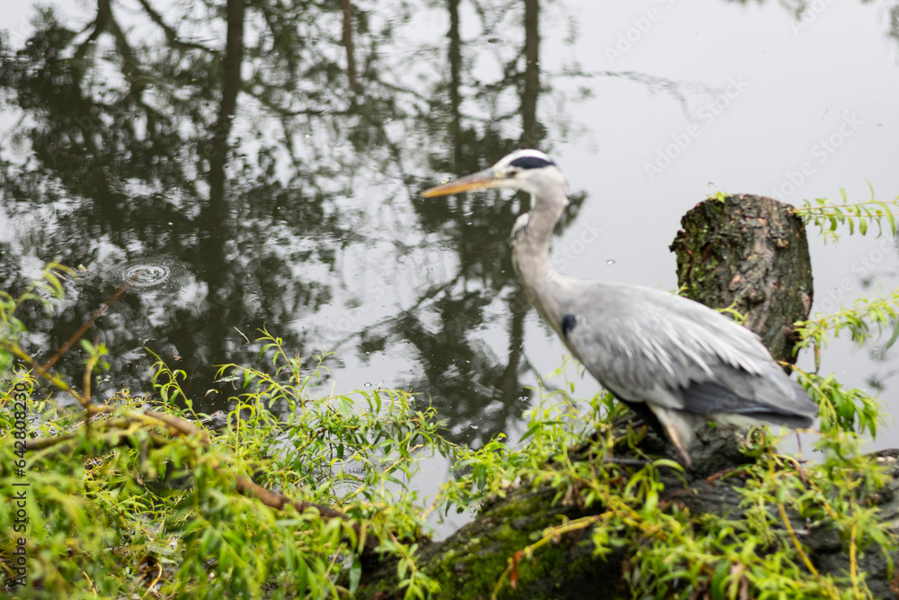 Fototapeta premium A big bird grey heron on the wildlife foliage beside water where it lives and hunts. Ardea cinerea is a large animal at home in European wetlands 