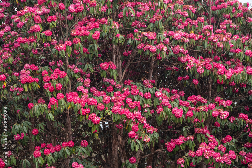 Rhododendron flowers blooming in Annapurna region of Nepal