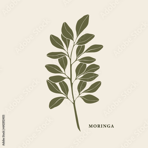 Flat vector moringa branch illustration
