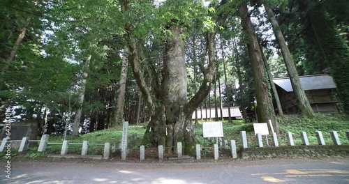 A Japanese zelkova tree in front of the shrine at the countryside wide shot photo