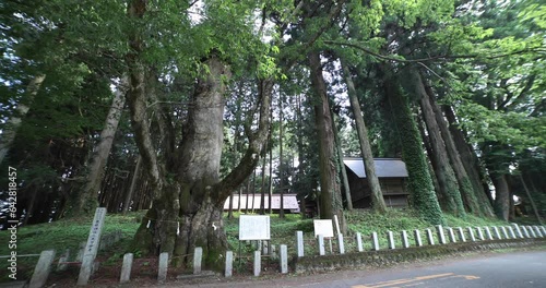 A Japanese zelkova tree in front of the shrine at the countryside wide shot panning photo