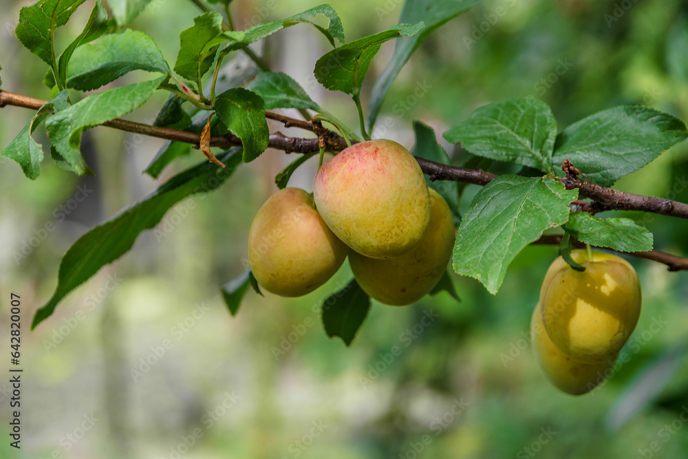 Plums hang on a tree branch. A few fresh juicy round plum berries with leaves on a branch. A ripening plum on a branch. Natural background with fruits. Cultivation of plums. Selective focus.