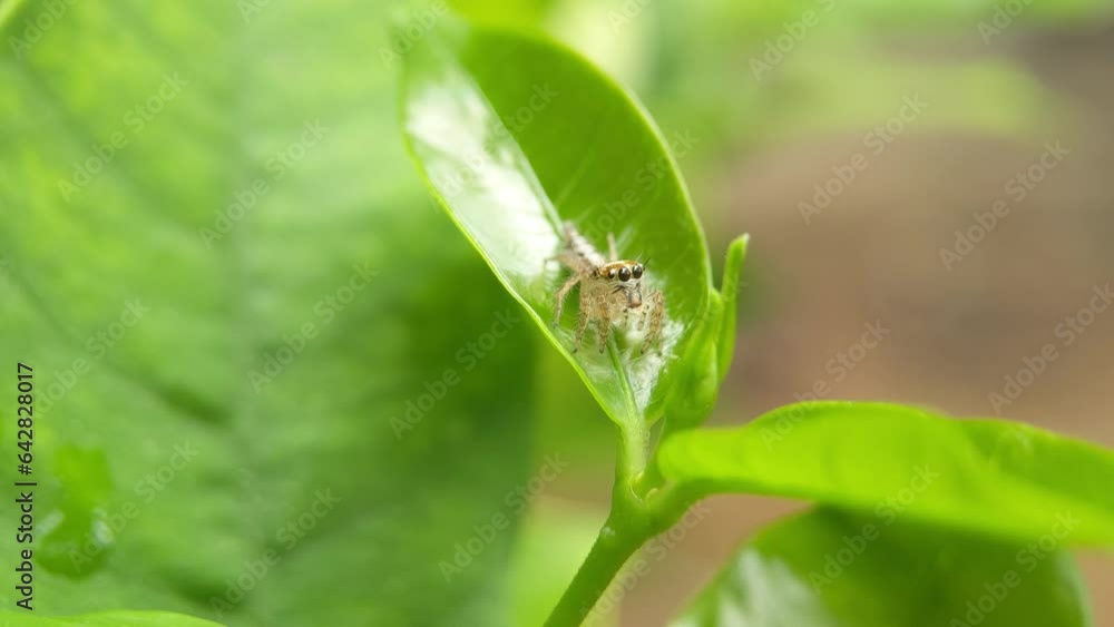 Exploring the Micro World: Cute Spider's Daily Adventures Exploring the Micro World: Cute Spider's Daily Adventures