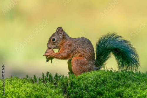  Hungry Eurasian red squirrel  Sciurus vulgaris  eating a nut in the forest of Noord Brabant in the Netherlands.                                           