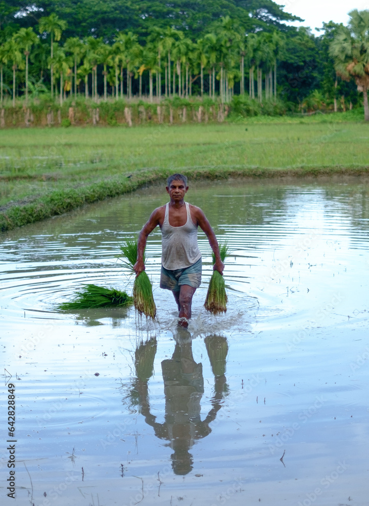 Bangladeshi rural farmer is cultivating crops in his farm land Stock ...