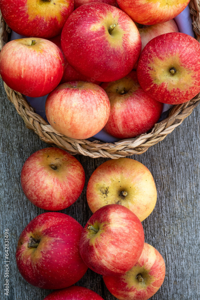 Freshly picked red apples in a basket outdoors Freshly picked red apples in a basket outdoors