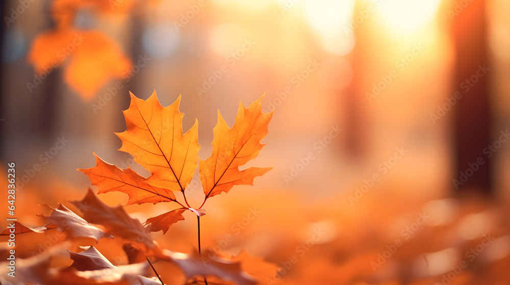 Beautiful close up of orange autumn maple leaves lying in the forest with soft focus at sunset