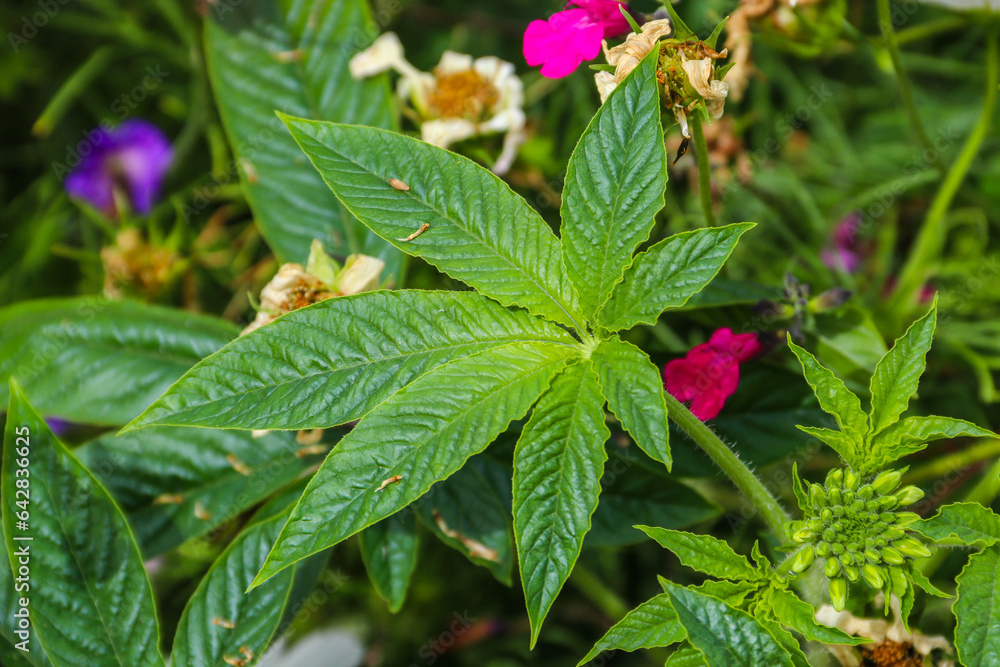 Green cannabis (marijuana) plant in a field Green cannabis (marijuana) plant in a field