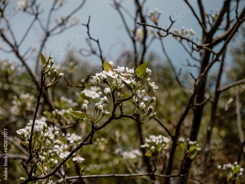 tree blossom