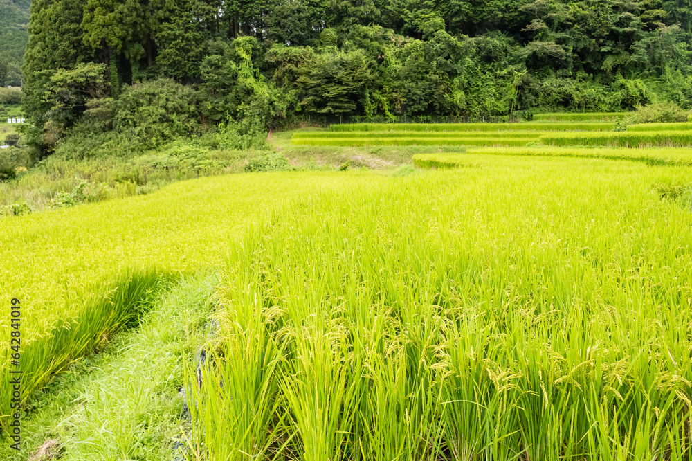 Obraz premium Rice field in countryside in Japan