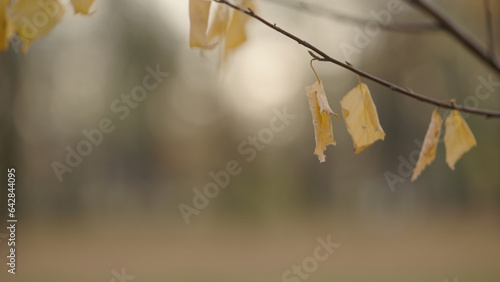 closeup shot of yellow leaves on small branch