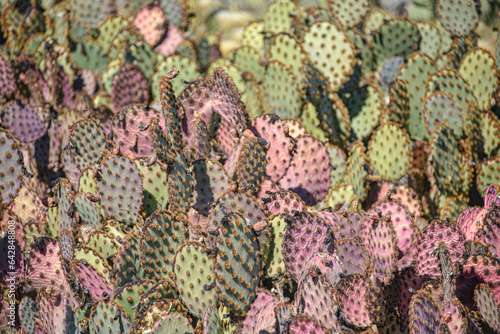 Marrakech, Morocco - Feb 25, 2023: Colourful cactus species growing at the Cactus Thiemann botanical gardens photo