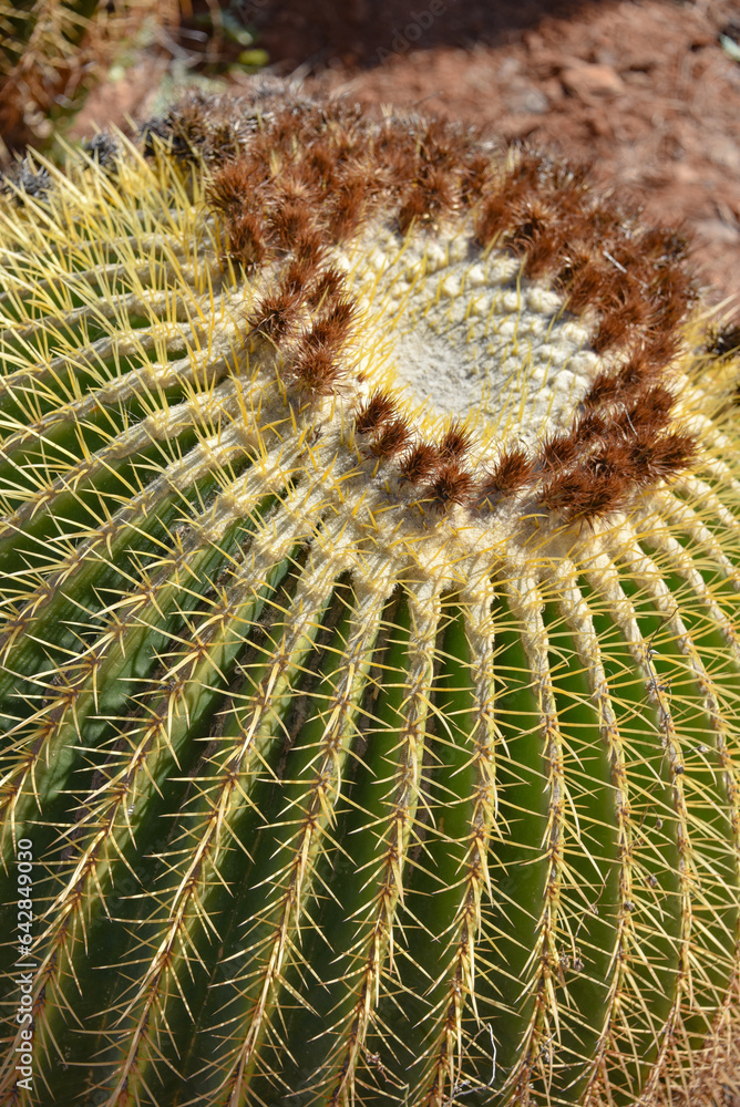 Marrakech, Morocco - Feb 25, 2023: Colourful cactus species growing at the Cactus Thiemann botanical gardens Marrakech, Morocco - Feb 25, 2023: Colourful cactus species growing at the Cactus Thiemann botanical gardens
