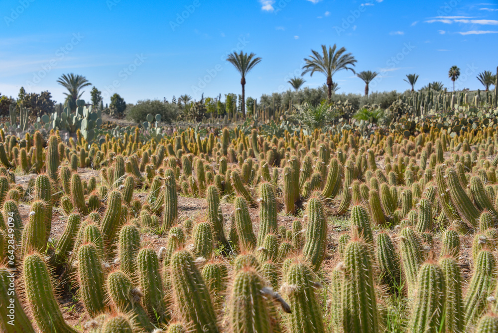 Marrakech, Morocco - Feb 25, 2023: Colourful cactus species growing at the Cactus Thiemann botanical gardens Marrakech, Morocco - Feb 25, 2023: Colourful cactus species growing at the Cactus Thiemann botanical gardens