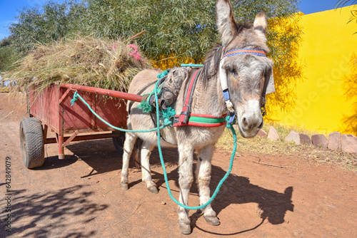 Marrakech  Morocco - Feb 25  2023  A donkey pulls a cart through the Cactus Thiemann botanical gardens near Marrakech