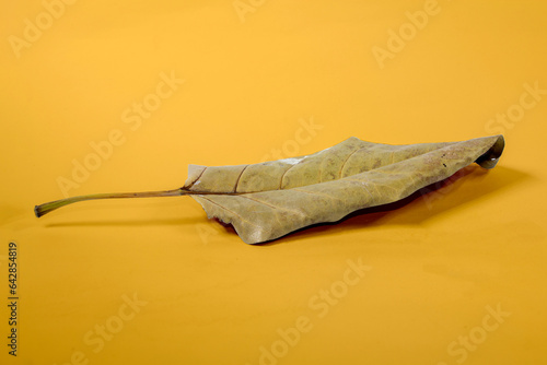 Dead Dry leaf isolated on Yellow background autumn leaves