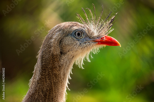 Portrait of Red-legged seriema
