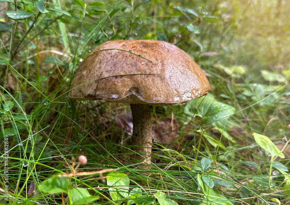Close-up of a porcini mushroom in the forest Close-up of a porcini mushroom in the forest