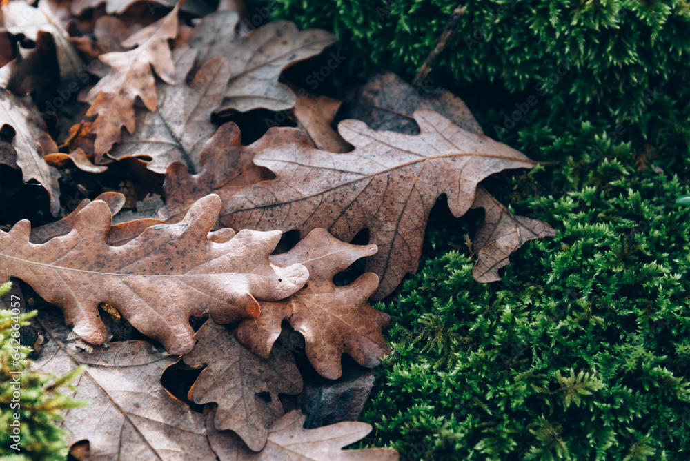 Autumnal background. Fallen oak leaves in Autumn