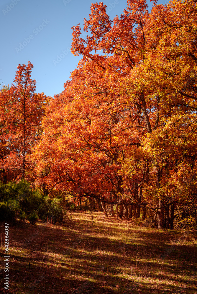 Fototapeta premium Beautiful morning in autumnal park with chestnut trees, oaks and beech trees. Red color trees at fall La Hiruela, Sierra del Rincon in Madrid