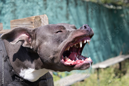 Beautiful angry dog staffordshire bull terrier. Blue american staffordshire terrier amstaff guard snatch criminal clothes. Service dog training Dog bites clothe during angry attack. Evil teeth in grin photo