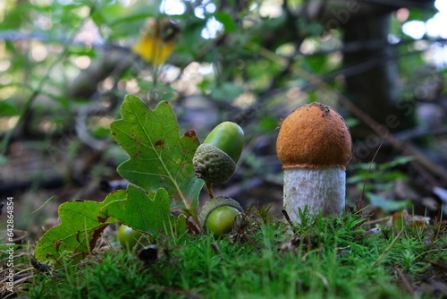 Young mushroom Leccinum versipelle, also known as Boletus testaceoscaber or the orange birch bolete. An oak branch with acorns lies next to it. photo