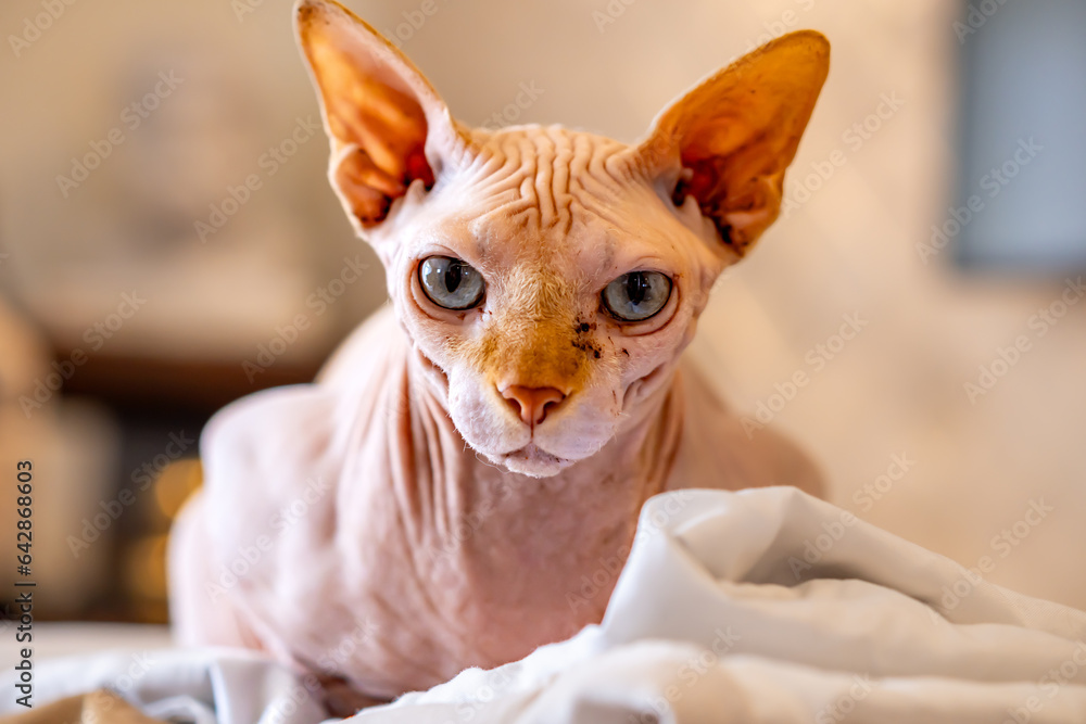 sphinx cat portrait, type of cat without fur