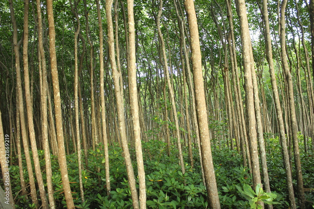 Tranquil forest grove with towering trees and lush green surroundings. Tranquil forest grove with towering trees and lush green surroundings.