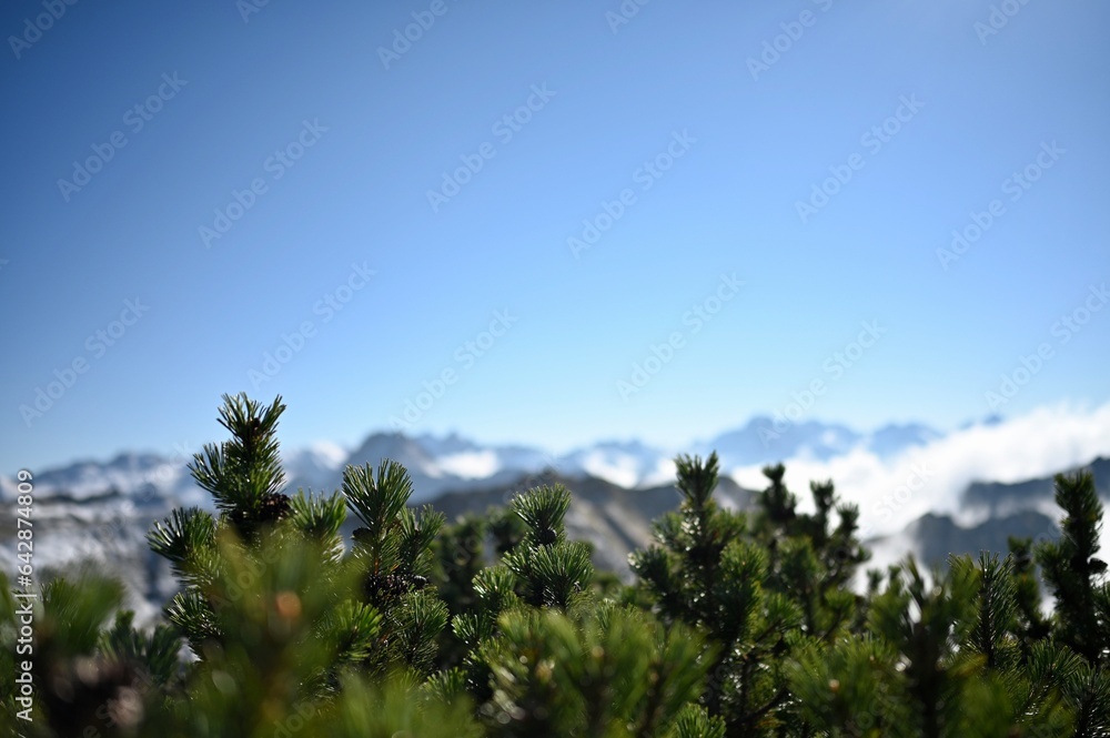 Beautiful Mountain View in the Allgäuer Alps with blue sky, fog and green pines