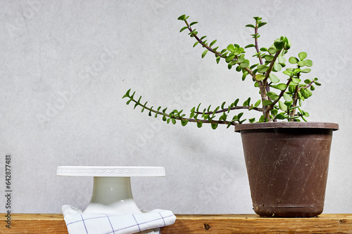 empty white stand cake with pot of Portulacaria Afra - elephant bush is a small on wood table  photo