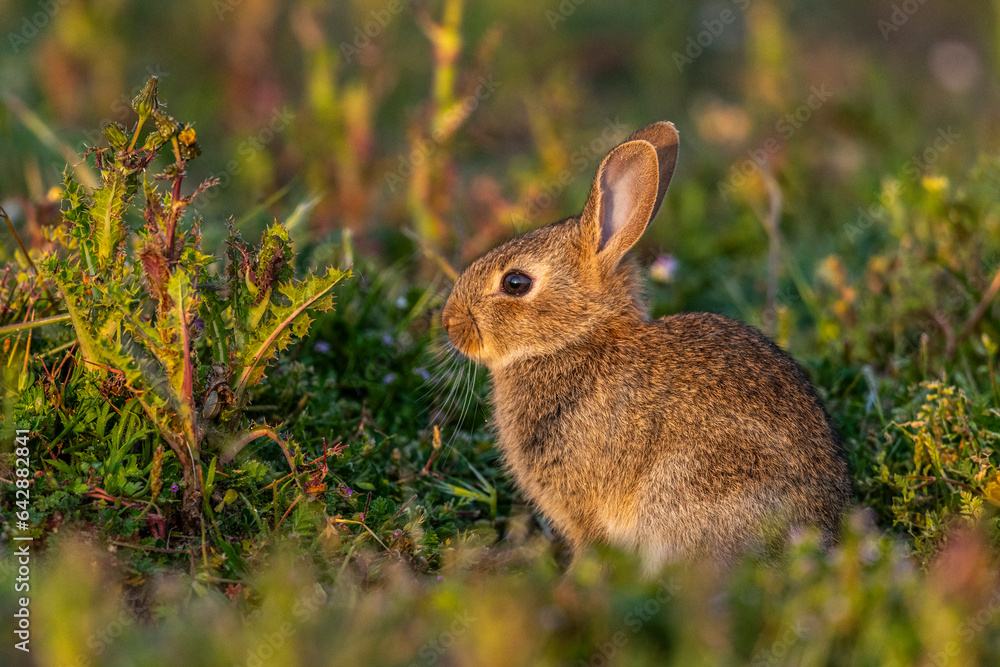 Fototapeta premium jeunes lapereaux de Lapin de garenne (Lapin commun, Oryctolagus cuniculus)